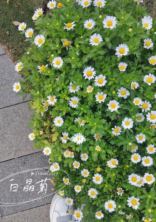 白晶菊花语——花开如玉，香气扑鼻（揭开白晶菊花背后的花语密码）