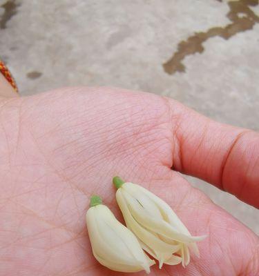 白兰花花语（白兰花）