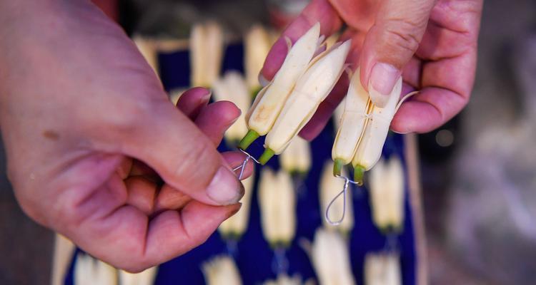 白兰花寓意的深意（揭示白兰花的象征意义与人生哲理）