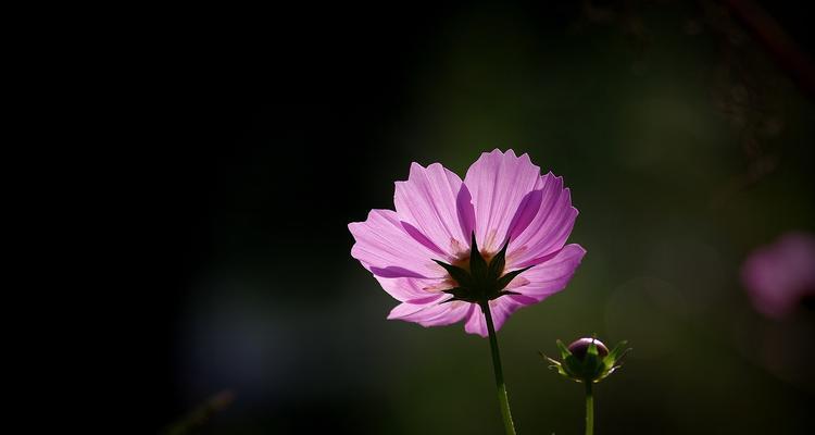 白色波斯菊的花语（揭秘白色波斯菊的吉祥寓意）