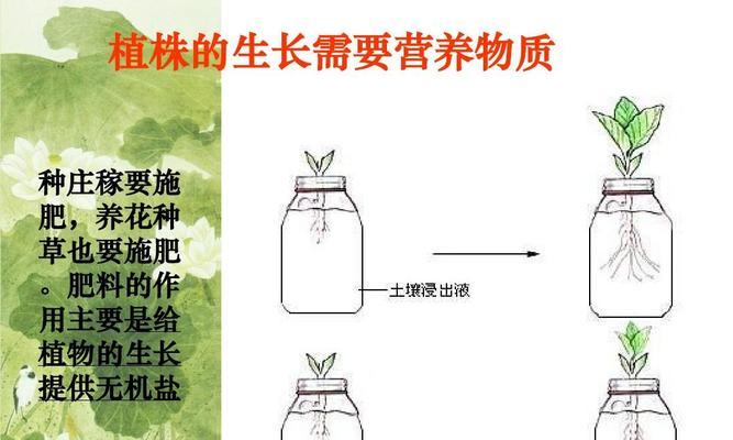 百子莲分株方法全解析（从选址到细节）