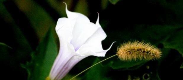 白色曼陀罗花语（解读白色曼陀罗花的花语之美）