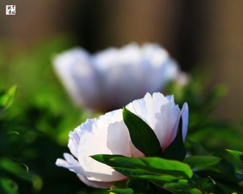 白芍药花语（揭开白芍药花背后的花语与寓意）