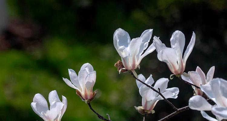 白玉兰花的寓意与象征（探索白玉兰花的含义及其在文化中的地位）