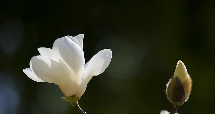 白玉兰花语的美丽传说（馥郁芬芳中蕴含的情感和寓意）