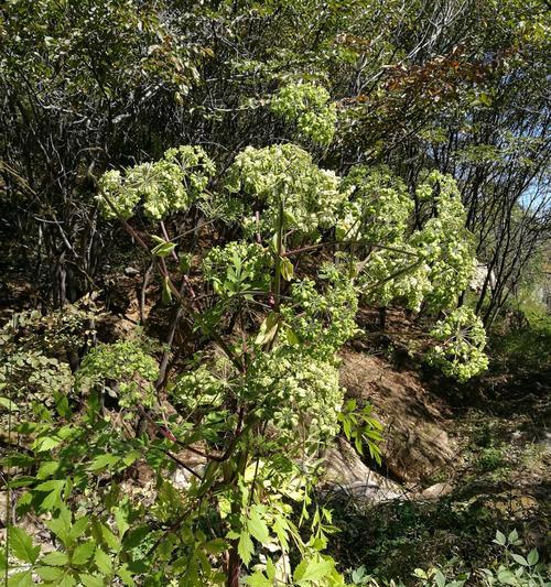 白芷的花语及其意义（探寻白芷的文化背景与美丽之谜）