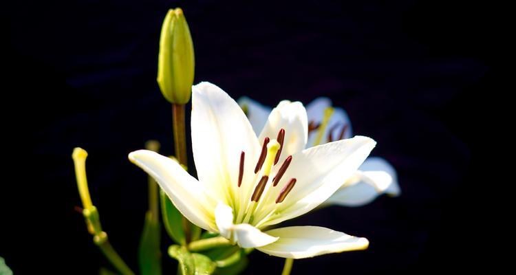 百合花的意义和象征（百合花的美丽与深情）