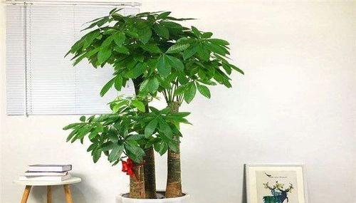 新家客厅植物摆放指南（15款适合摆放的盆栽）