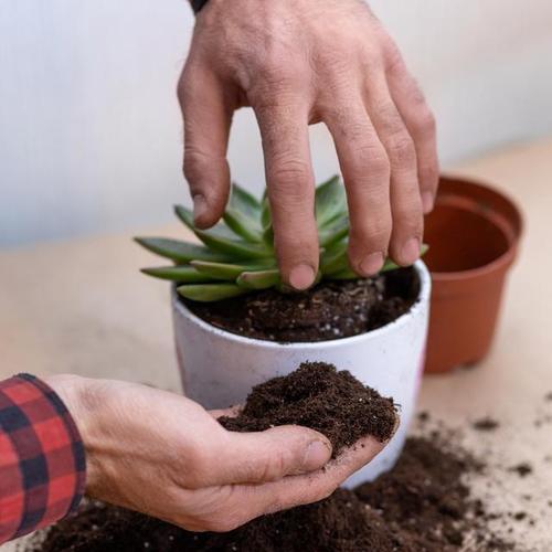 板结土适合种什么植物（选择适应性强的植物种类）