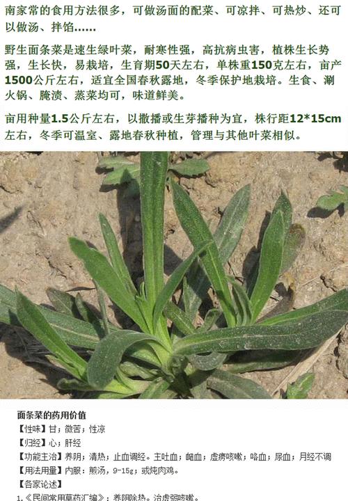 板蓝根是多年生植物（探究板蓝根的生长特征和用途）