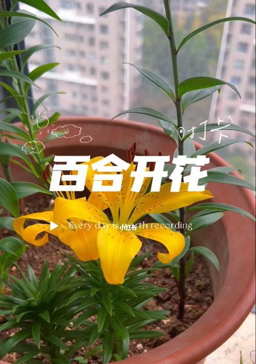 百合花开的寓意与人生境遇（用花语诠释人生的酸甜苦辣）