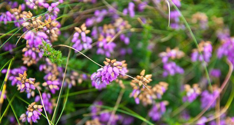 百里香花语与人生智慧的启示（探索百里香的花语）