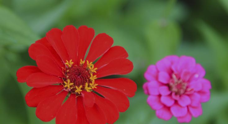 百日菊花语——美丽绽放的坚持（坚韧不拔·自强不息）