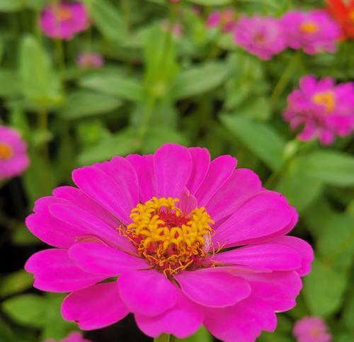 百日菊花语与美好生活（探寻百日菊花语的深层内涵与人们对美好生活的向往）