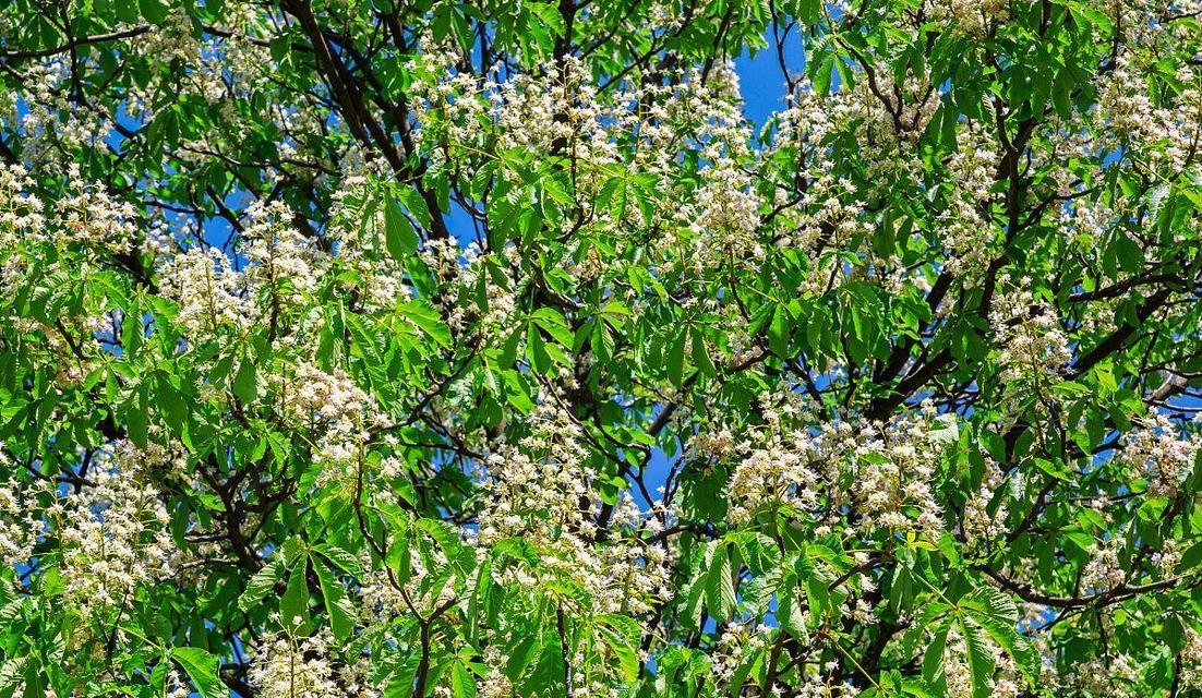 板栗开花结果的季节（揭秘板栗的生长过程及关键期）