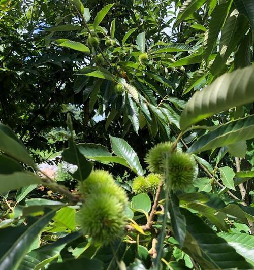 板栗开花结果的季节（揭秘板栗的生长过程及关键期）