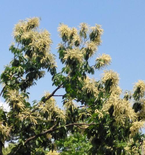 板栗开花结果的季节（揭秘板栗的生长过程及关键期）