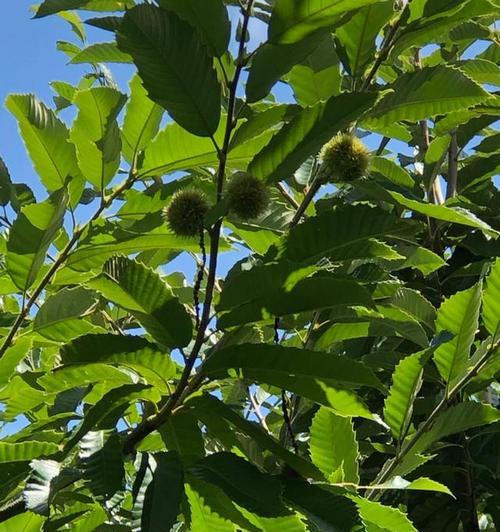 板栗开花时间及开放情况（探究板栗开花的季节和影响因素）