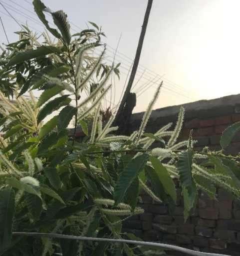 板栗开花时间及开放情况（探究板栗开花的季节和影响因素）