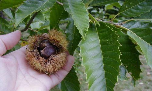 探秘板栗——中国传统美食的代表（从植物学到烹饪艺术）