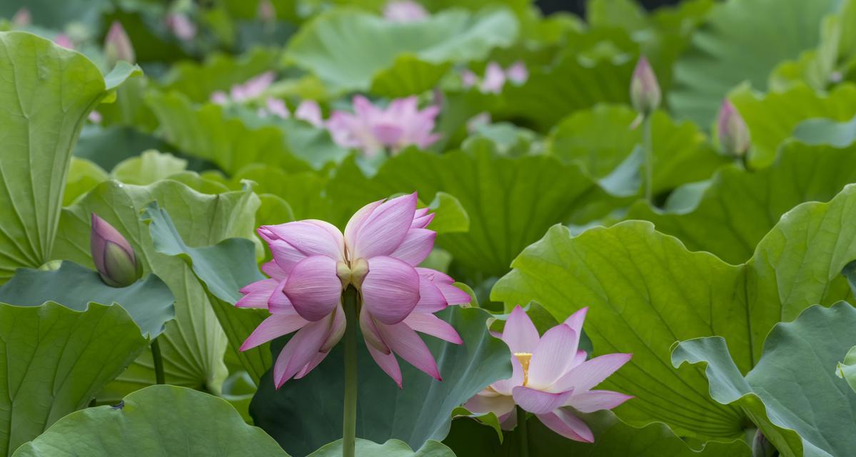 并蒂莲花（探索并蒂莲花的美丽与意义）