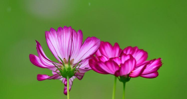 以波斯菊的花语波斯菊的传说（追忆昔日传奇）