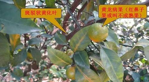 板栗叶子发黄原因与处理方法（植物病害致使板栗叶子发黄）