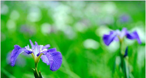 菖蒲花花语的深刻寓意（揭秘菖蒲花的美丽与神秘）