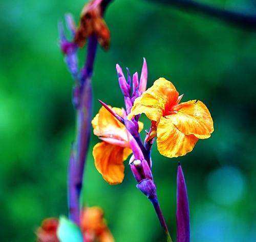 菖蒲花花语的深刻寓意（揭秘菖蒲花的美丽与神秘）