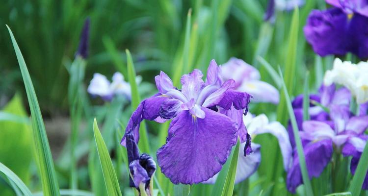 五彩斑斓的唐菖蒲花语（探索唐菖蒲花的丰富象征意义）