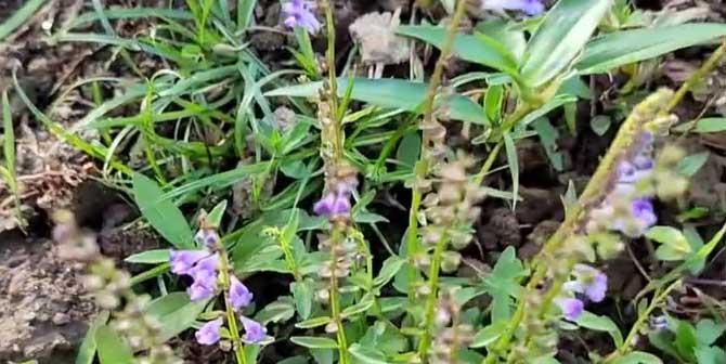 半边莲是多年生植物吗（探究半边莲的寿命和生长特点）