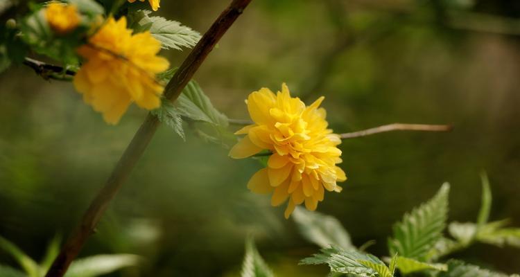 以棣棠花的花语（传达爱意与美丽的花朵）