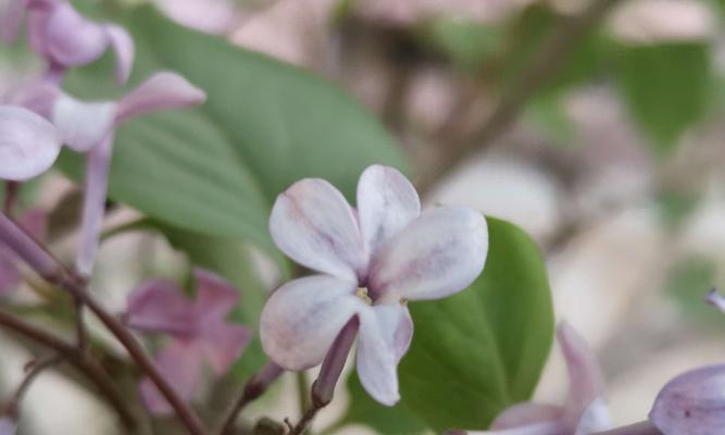 丁香花的花语和寓意（探寻丁香花背后的深意）