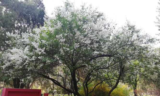 丁香花语（丁香花语的意义与表达方式）