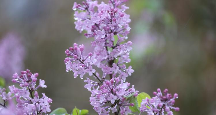 丁香花花语与情感传递（丁香花的寓意与表达方式）