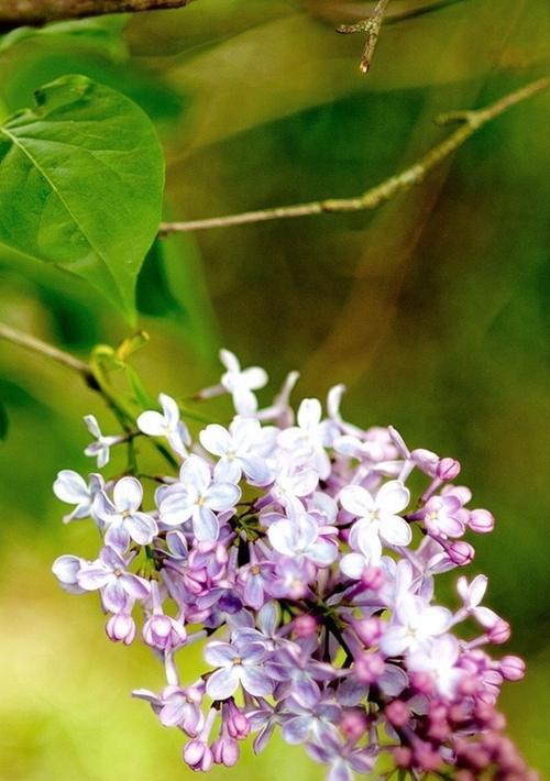 丁香花的花语与象征意义（传达爱意和带来快乐的丁香花）