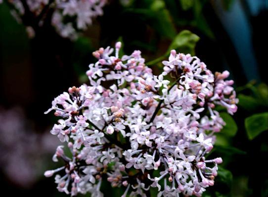 丁香花语的意义与传承（探索丁香花所代表的情感与寓意）