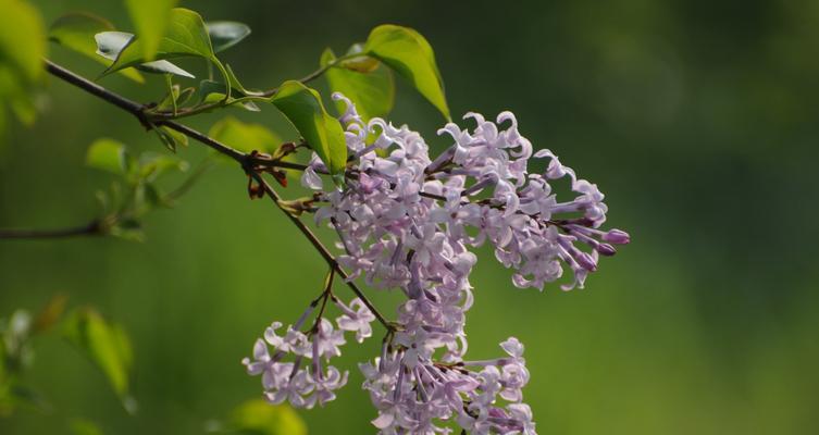 丁香花的美丽与寓意（探寻丁香花的花语与象征意义）