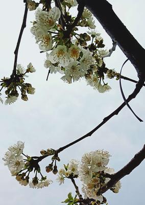 盛放的樱花的花语（以冬樱花、重瓣樱花和樱花草为主题）