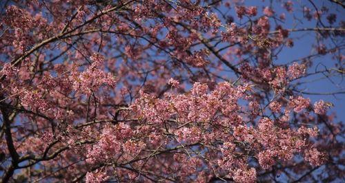 盛放的樱花的花语（以冬樱花、重瓣樱花和樱花草为主题）