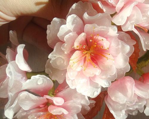 盛放的樱花的花语（以冬樱花、重瓣樱花和樱花草为主题）