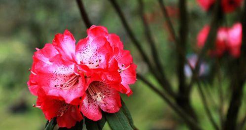 杜鹃花的花语与寓意（探究杜鹃花所传递的心灵之语）