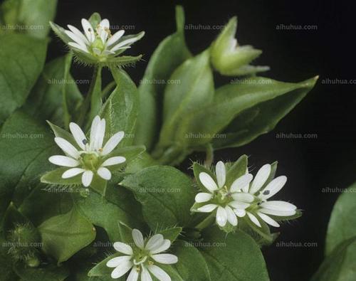 繁缕花花语与代表意义（探秘繁缕花的花语及深层意义）