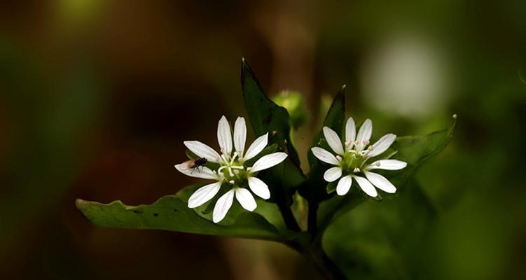 繁缕花花语与代表意义（探秘繁缕花的花语及深层意义）