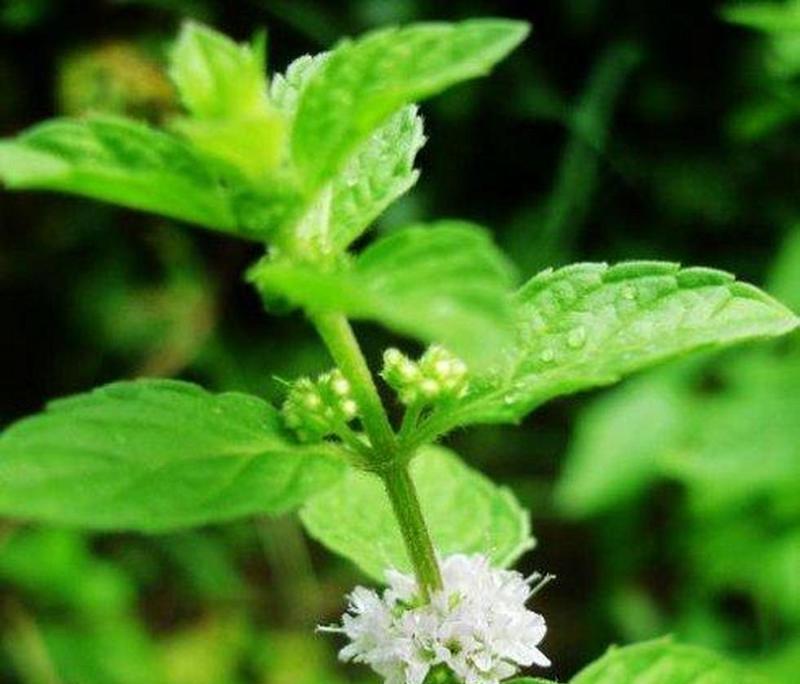 薄荷花开（从生命力）