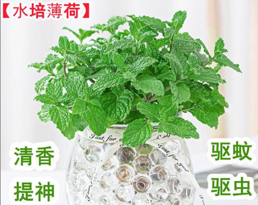 薄荷没根能活吗（无根薄荷养护秘籍）