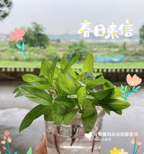 薄荷种植全攻略（掌握薄荷种植季节）