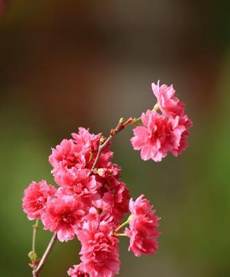 粉色樱花的花语（追寻春天的芳香）