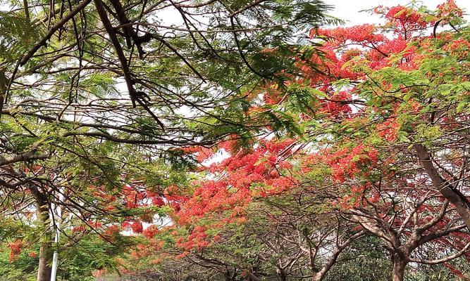 凤凰花的寓意与象征意义（传承与奇迹之花——凤凰花）