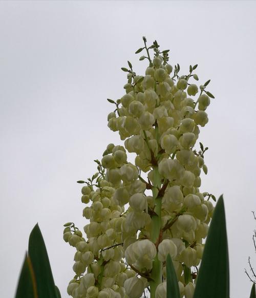 凤尾兰的花语——盛世之花的传奇（凤尾兰的花语意义及传承的秘密）